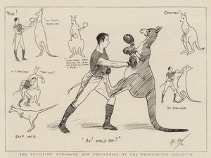 The Pugilistic Kangaroo, now performing at the Westminster Aquarium by Phil May